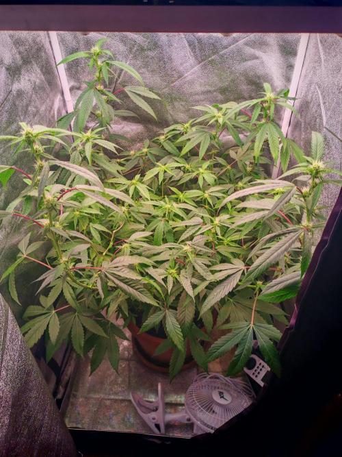 Senor-pina. Week 9