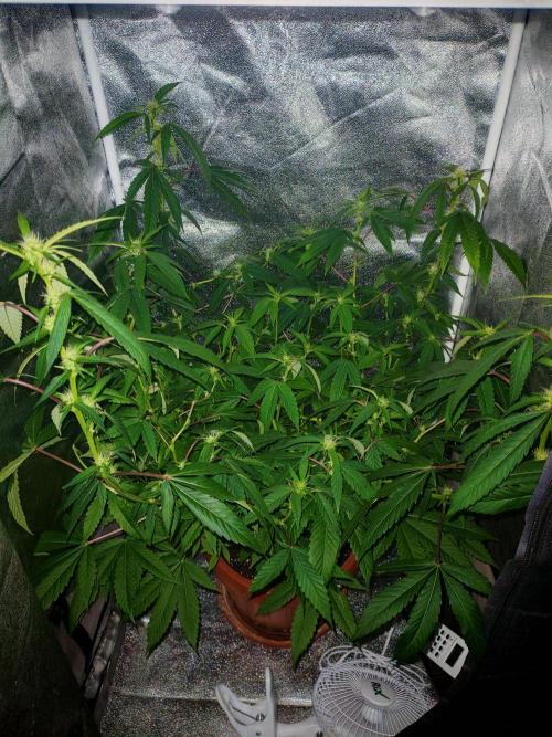 Senor-pina. Week 9
