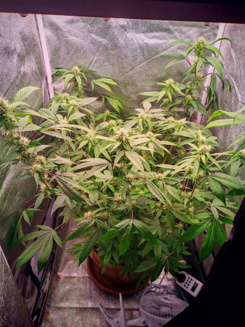 Senor-pina. Week 10