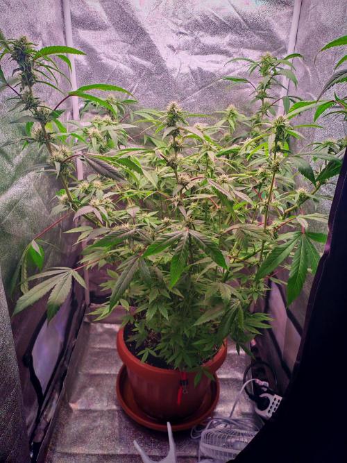 Senor-pina. Week 10