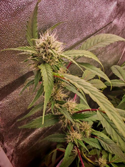 Senor-pina. Week 10
