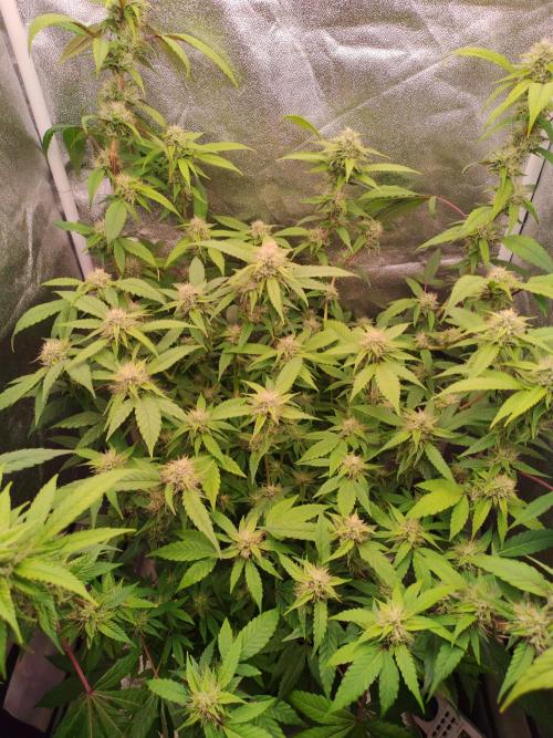Senor-pina. Week 11