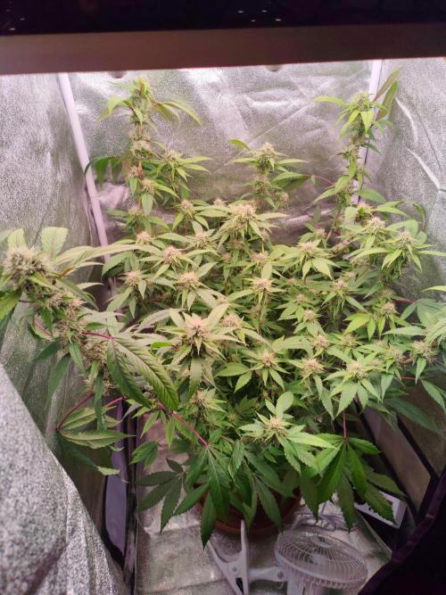 Senor-pina. Week 11