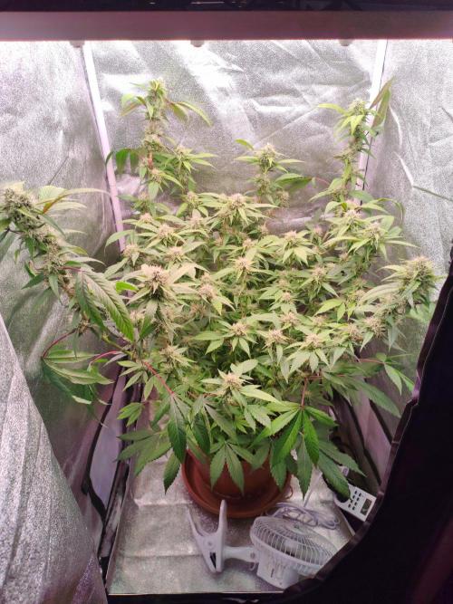 Senor-pina. Week 11