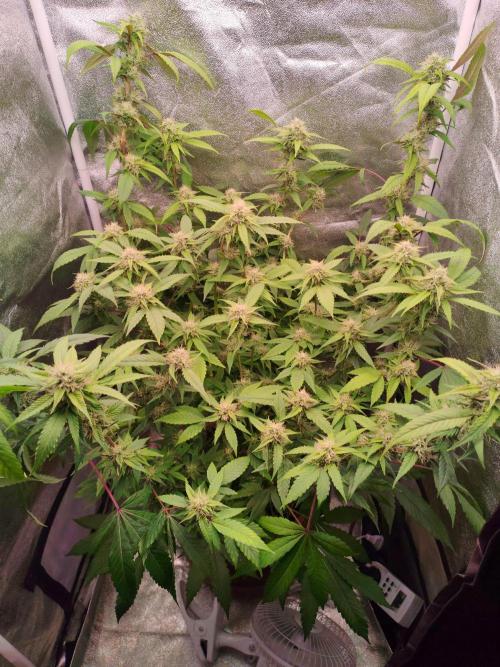 Senor-pina. Week 11