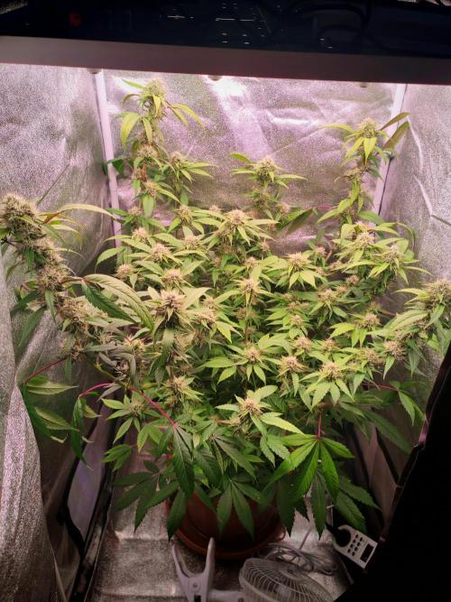 Senor-pina. Week 11