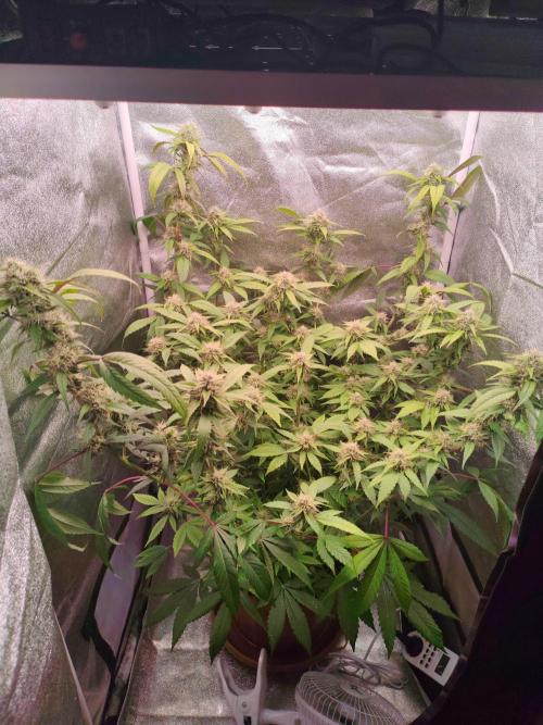 Senor-pina. Week 11