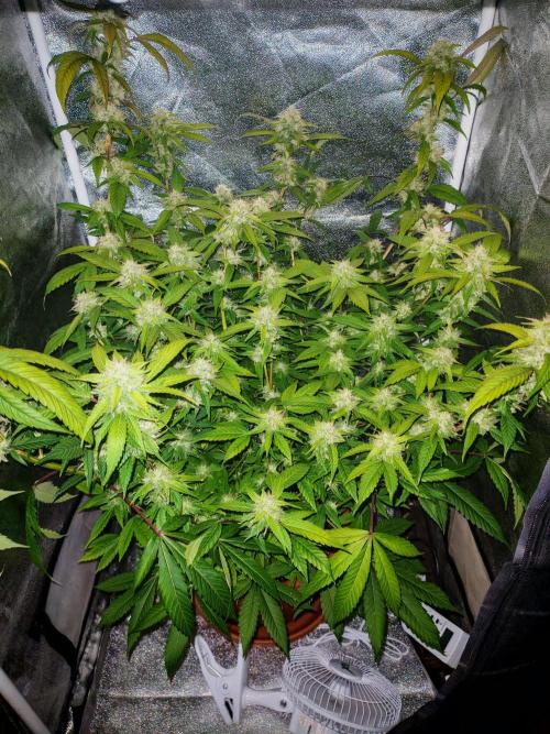 Senor-pina. Week 11
