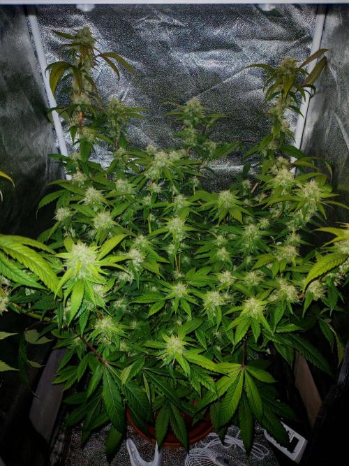 Senor-pina. Week 11