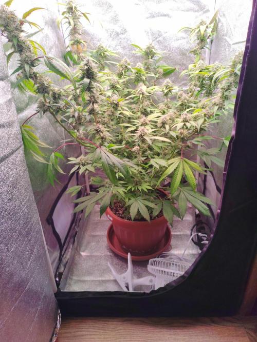 Senor-pina. Week 12