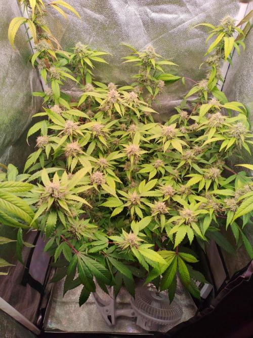 Senor-pina. Week 12