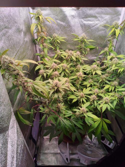 Senor-pina. Week 12