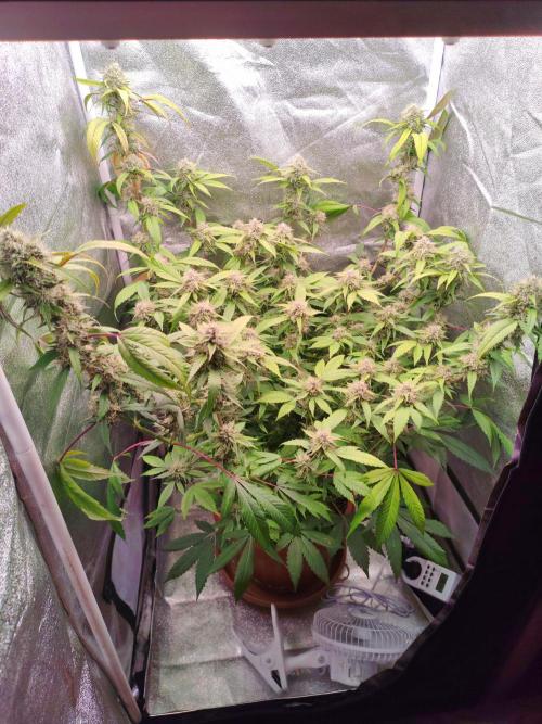Senor-pina. Week 12
