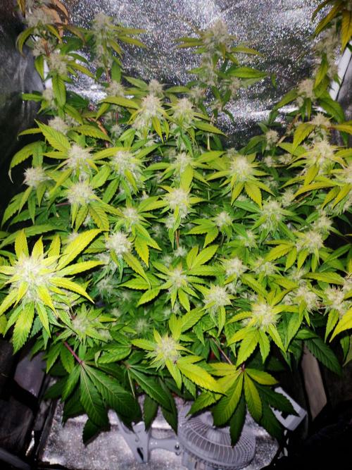 Senor-pina. Week 12