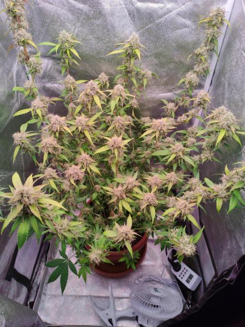Senor-pina. Week 13