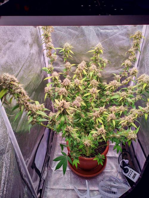 Senor-pina. Week 13