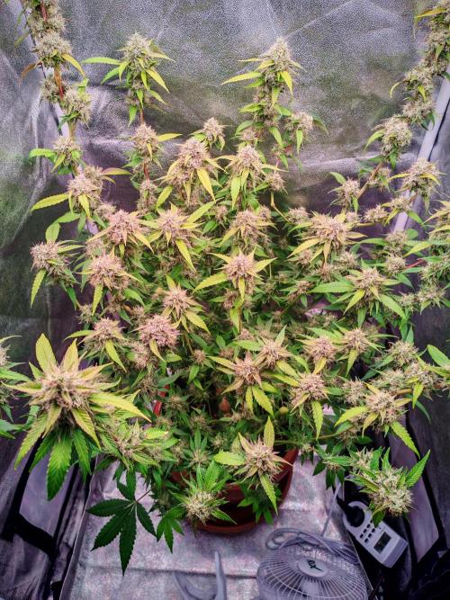 Senor-pina. Week 13