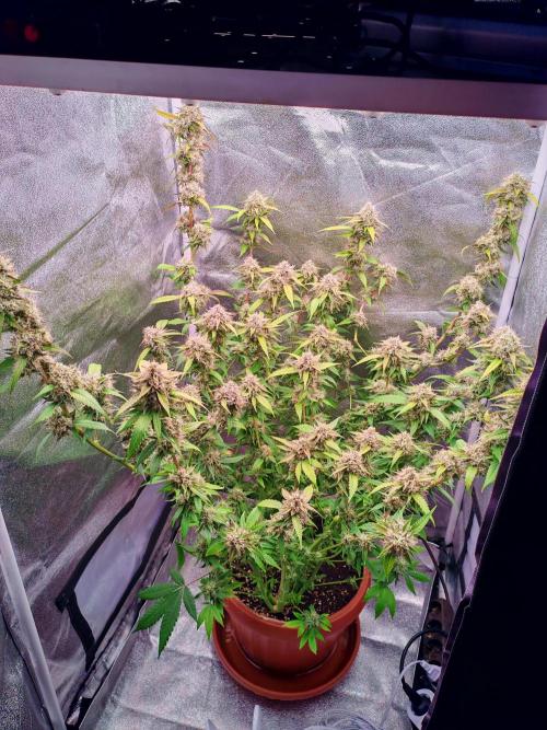 Senor-pina. Week 13