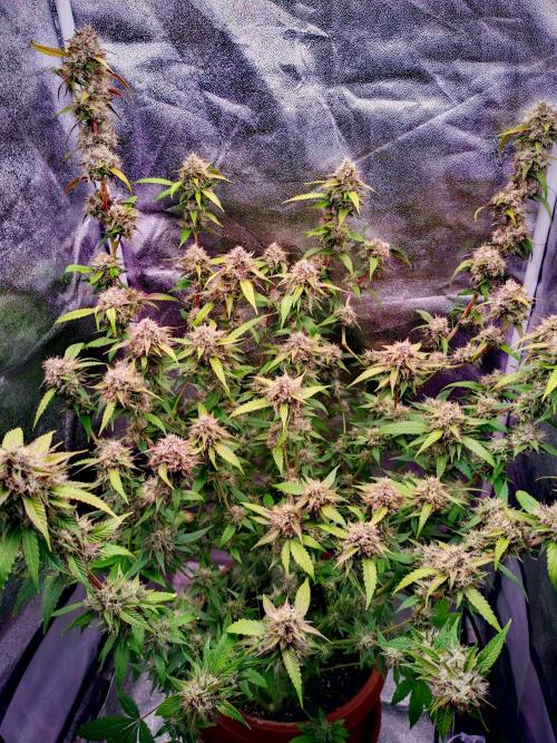 Senor-pina. Week 13
