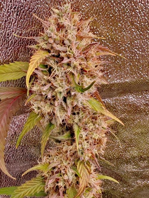 Senor-pina. Week 13