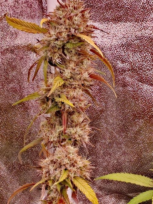 Senor-pina. Week 13