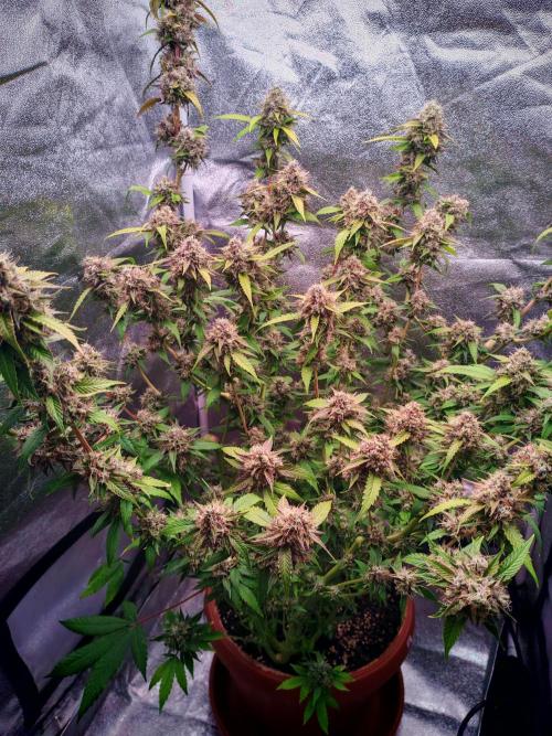 Senor-pina. Week 14
