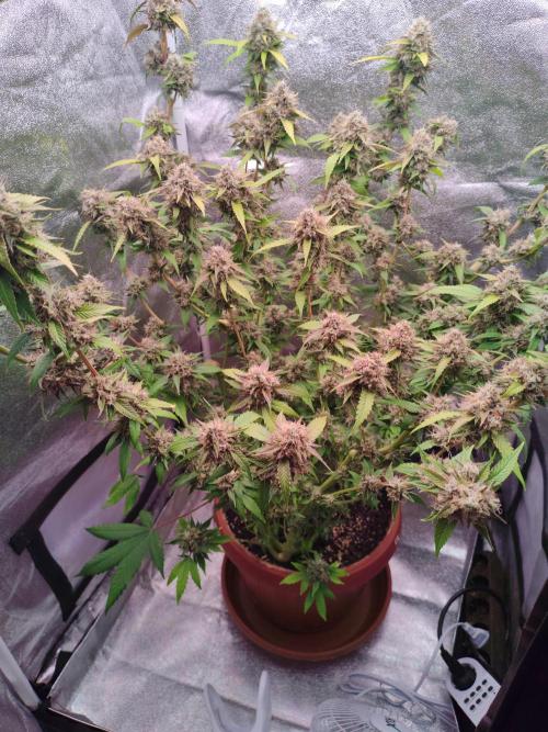 Senor-pina. Week 14