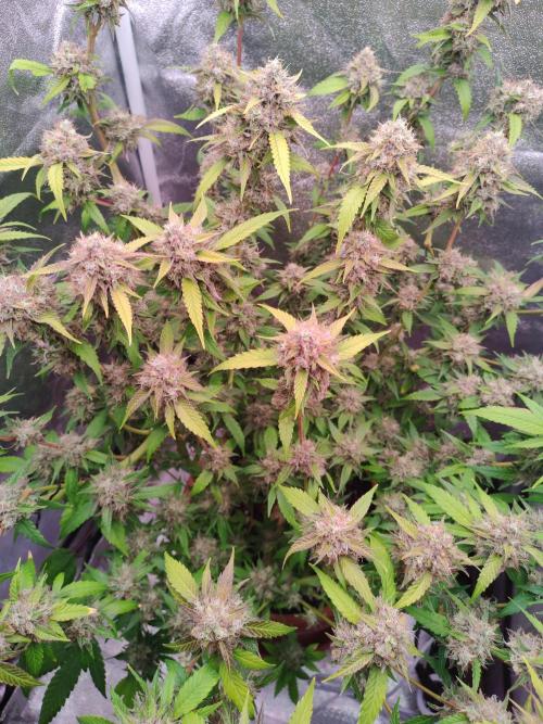 Senor-pina. Week 14