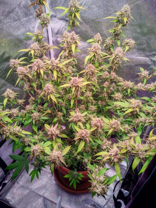 Senor-pina. Week 14