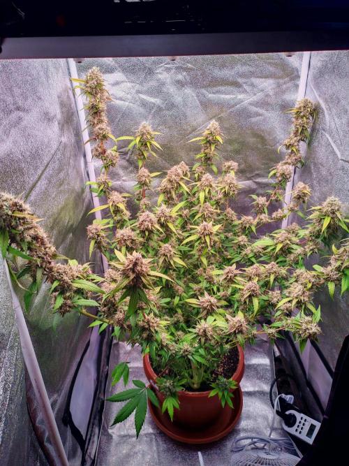 Senor-pina. Week 14