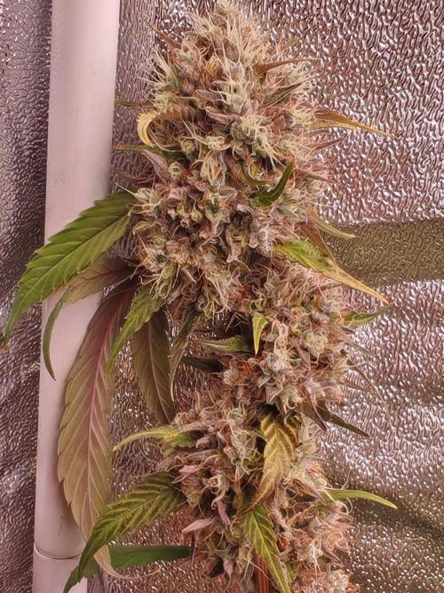 Senor-pina. Week 14