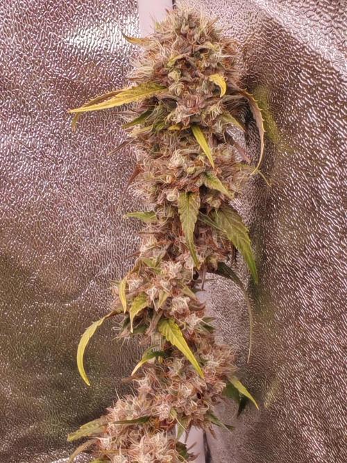 Senor-pina. Week 14
