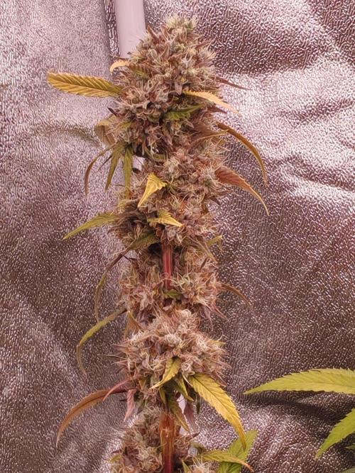 Senor-pina. Week 14