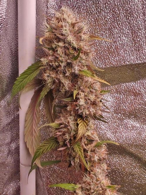 Senor Pina. Week 14