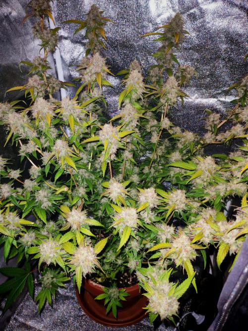 Senor-pina. Week 14