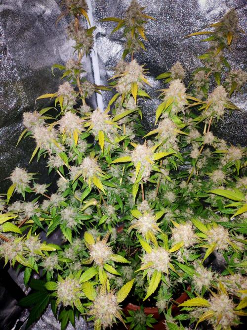 Senor-pina. Week 14