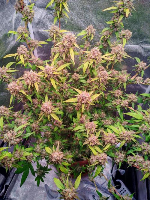 Senor-pina. Week 15