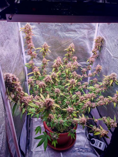 Senor-pina. Week 15