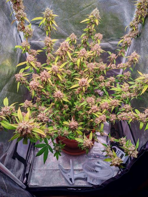 Senor-pina. Week 15