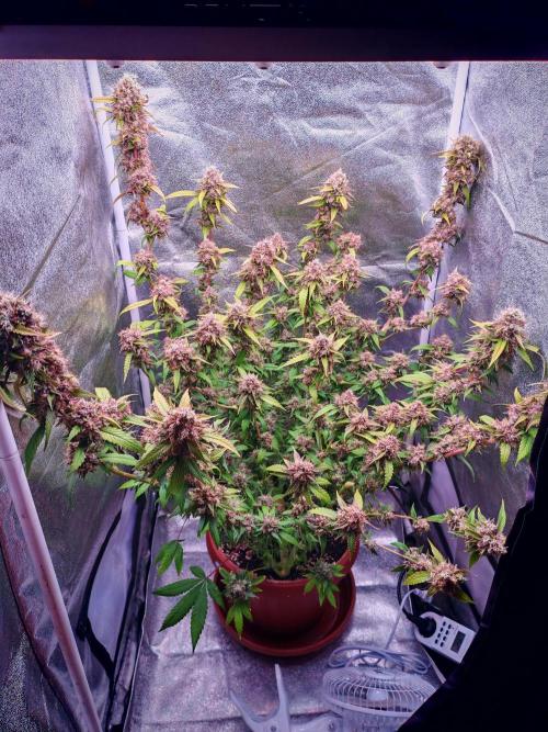 Senor-pina. Week 15