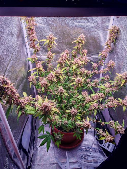 Senor-pina. Week 15