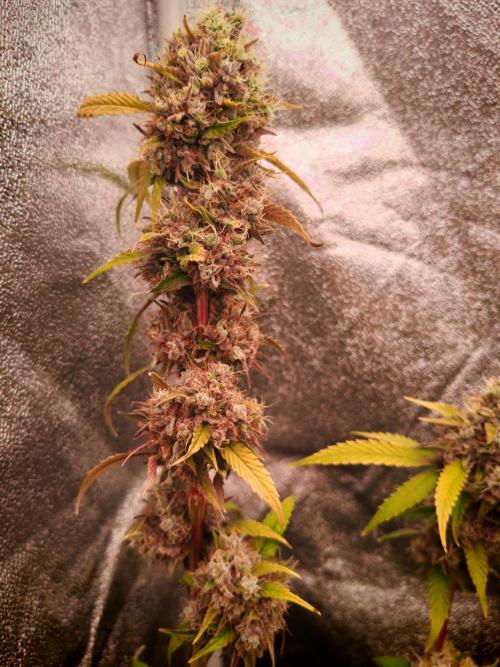 Senor-pina. Week 15