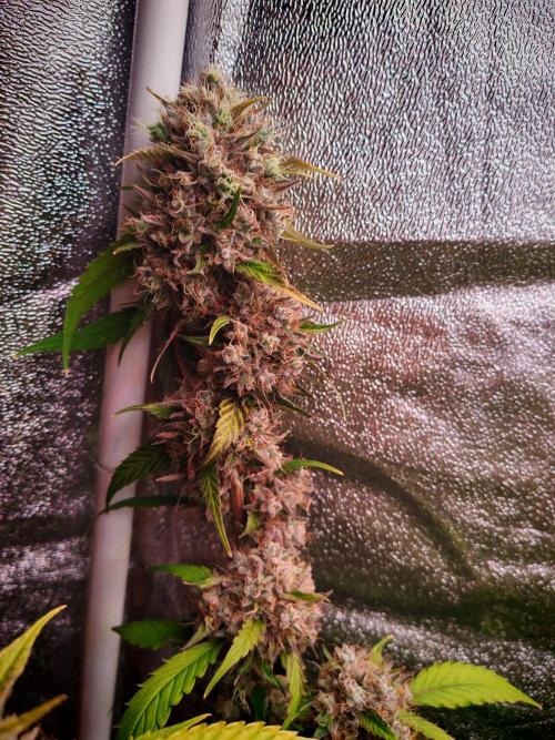 Senor-pina. Week 15