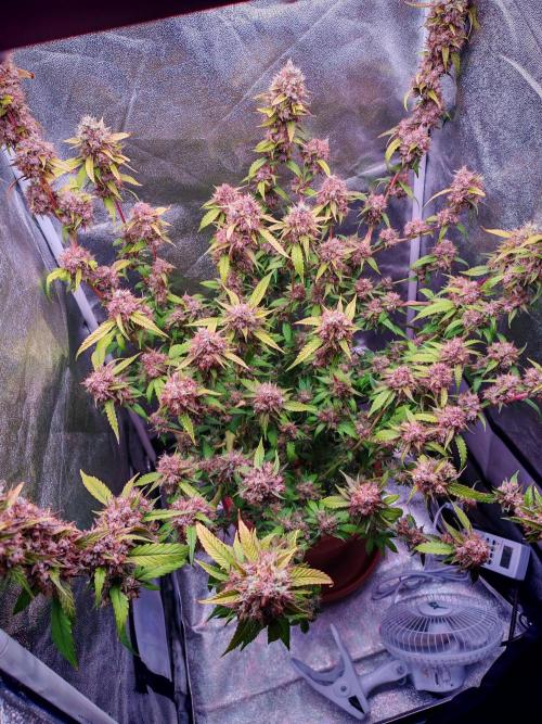 Senor-pina. Week 16