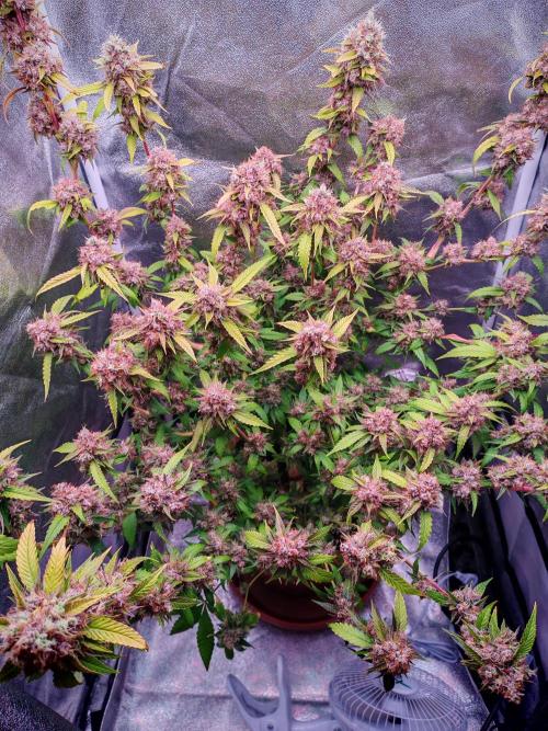Senor-pina. Week 16