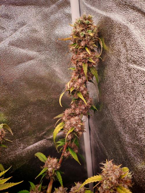 Senor-pina. Week 16