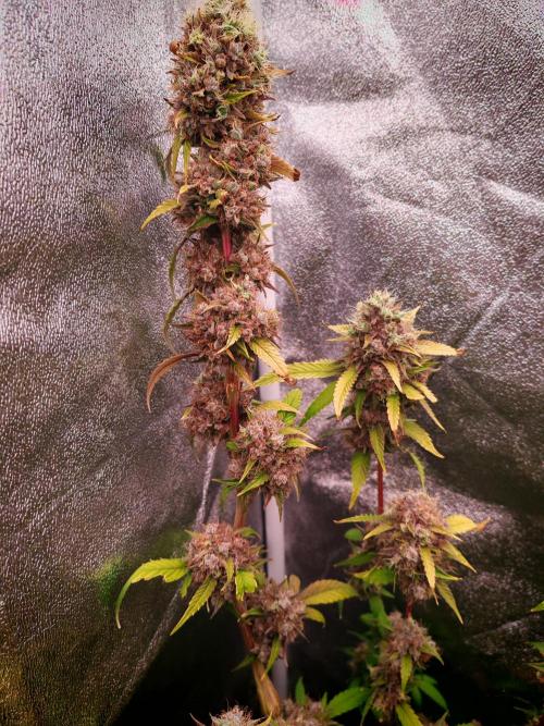 Senor-pina. Week 16
