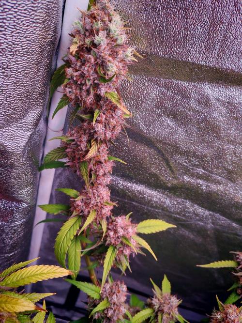 Senor-pina. Week 16