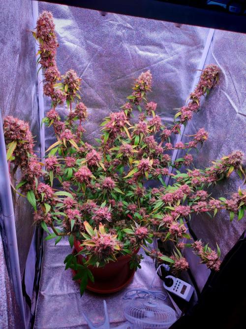 Senor-pina. Week 17
