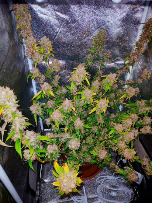 Senor-pina. Week 17